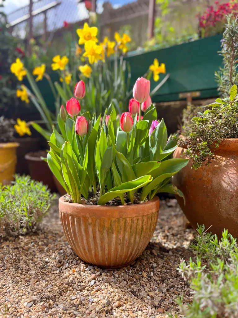 Brick path between terraces